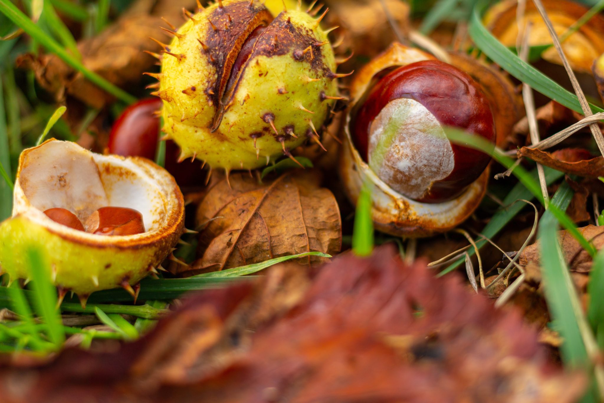 Pourquoi Appelle t on Les Chataignes Des Marrons Marrons et châtaignes : ne les confondez pas ! - Janette Magazine